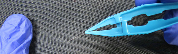 Gloved hands holding plastic tweezers are picking up a light fiber from a cloth surface